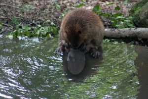 And here's the gratuitous beaver shot